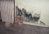Stachybotrys - Black Mold